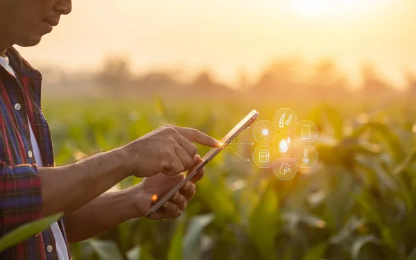 Asian farmer using digital tablet in corn crop cultivated field with smart farming interface icons and light flare sunset effect. Smart and new technology for agriculture business concept.