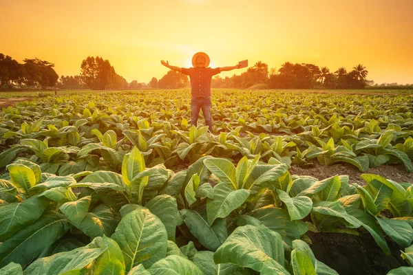 Asian farmer working in tobacco field and using digital tablet showing smart farming interface icons and light flare sunset effect. Smart and new technology for agriculture business concept.