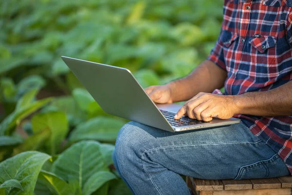 Asian farmer working in the young tobacco field, Man using digital laptop to planning management, examining or analyze young tobacco after planting. Smart farming Technology for agriculture Concept.