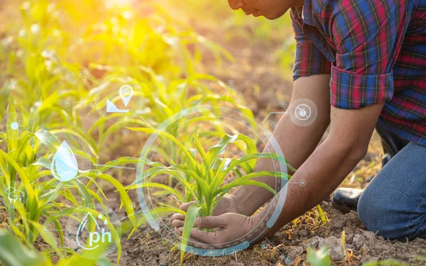 Asian farmer working in field and close up hands to analyze in the  corn field with smart farming interface icons. Smart farmer, agriculture and new technology