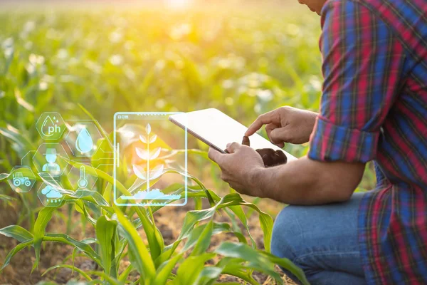 Asian farmer using digital tablet in corn crop cultivated field with smart farming interface icons and light flare sunset effect. Smart and new technology for agriculture business concept.