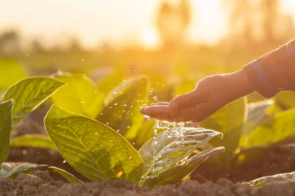 Close up farmer hand giving water to young tobacco tree in the field at sunset time. Agriculture, Growth plant concept