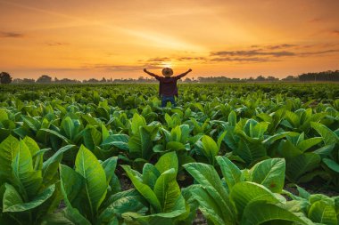 Happy farmer. Asian farmer working in the field of tobacco tree, spread arms and raising his success fist happily with feeling very good while working. Happiness for agriculture business concept.