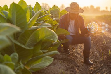 Asian farmer working in the tobacco field. Man is examining and using digital tablet to management, planning or analyze on tobacco plant after planting. Technology for agriculture Concept