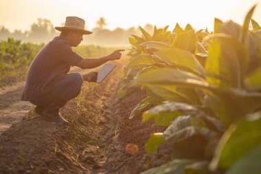 Asian farmer working in the tobacco field. Man is examining and using digital tablet to management, planning or analyze on tobacco plant after planting. Technology for agriculture Concept