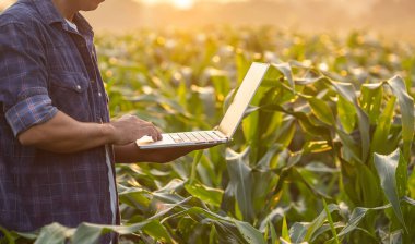 Asian farmer using digital tablet in corn crop cultivated field with smart farming interface icons and light flare sunset effect. Smart and new technology for agriculture business concept.