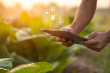 Asian farmer working in the tobacco field. Man is examining and using digital tablet to management, planning or analyze on tobacco plant after planting. Technology for agriculture Concept