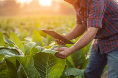 Asian farmer working in the tobacco field. Man is examining and using digital tablet to management, planning or analyze on tobacco plant after planting. Technology for agriculture Concept