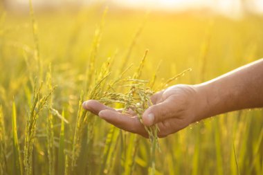Asian farmer working in the rice field. Man using his hand to examining, planning or analyze on rice plant after planting. Agriculture business concept