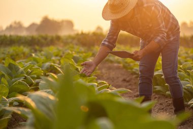 Asian farmer working in the tobacco field. Man is examining and using digital tablet to management, planning or analyze on tobacco plant after planting. Technology for agriculture Concept