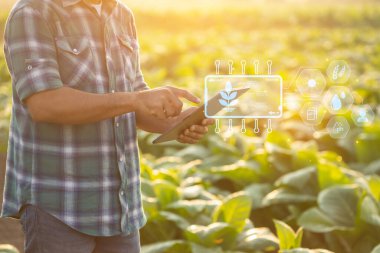 Asian farmer working in the tobacco field. Man is examining and using digital tablet to management, planning or analyze on tobacco plant after planting. Technology for agriculture Concept