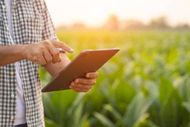 Asian farmer working in the tobacco field. Man is examining and using digital tablet to management, planning or analyze on tobacco plant after planting. Technology for agriculture Concept