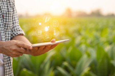 Asian farmer working in the tobacco field. Man is examining and using digital tablet to management, planning or analyze on tobacco plant after planting. Technology for agriculture Concept