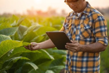 Asian farmer working in the tobacco field. Man is examining and using digital tablet to management, planning or analyze on tobacco plant after planting. Technology for agriculture Concept