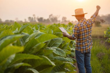 Asian farmer working in the tobacco field. Man is examining and using digital tablet to management, planning or analyze on tobacco plant after planting. Technology for agriculture Concept