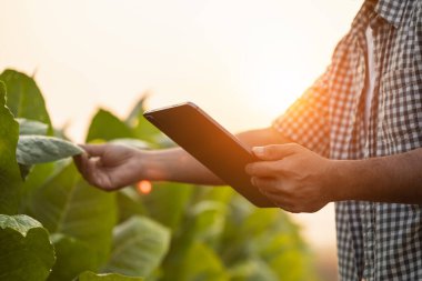 Asian farmer working in the tobacco field. Man is examining and using digital tablet to management, planning or analyze on tobacco plant after planting. Technology for agriculture Concept