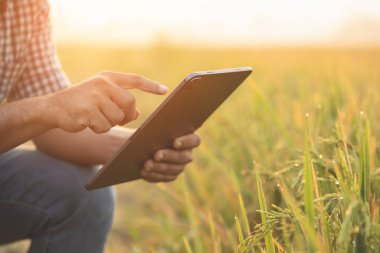 Asian farmer working in the rice field. Man using using digital tablet to examining, planning or analyze on rice plant after planting. Agriculture business concept