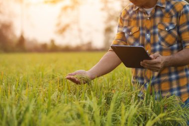 Farmers use tablet computers to check their fields. They are used for planning, care and post-planting analysis. Agricultural technology concepts.