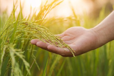 Farmers use their hands to holding on rice ears to check, analyze, plan and take care of the agricultural concept after planting.