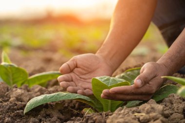Asian farmer working in the tobacco field. Man is examining, planning or analyze on tobacco plant after planting. Agriculture Concept