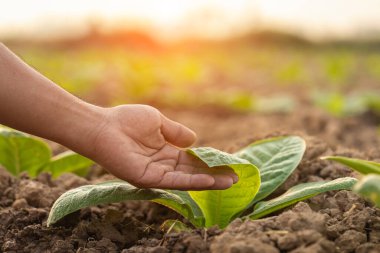 Asian farmer working in the tobacco field. Man is examining, planning or analyze on tobacco plant after planting. Agriculture Concept
