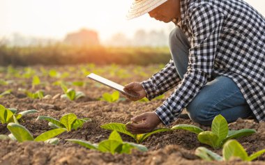 Asian farmer working in the tobacco field. Man is examining and using digital tablet to management, planning or analyze on tobacco plant after planting. Technology for agriculture Concept