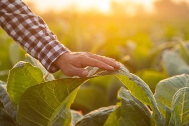 Asian farmer working in the tobacco field. Man is examining, planning or analyze on tobacco plant after planting. Agriculture Concept