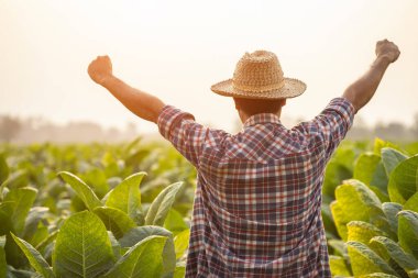 Happy farmer. Asian farmer working in the field of tobacco tree, spread arms and raising his success fist happily with feeling very good while working. Happiness for agriculture business concept.