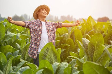 Happy farmer. Asian farmer working in the field of tobacco tree, spread arms and raising his success fist happily with feeling very good while working. Happiness for agriculture business concept.