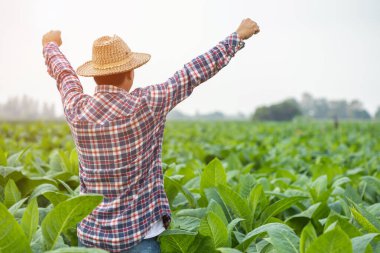 Happy farmer. Asian farmer working in the field of tobacco tree, spread arms and raising his success fist happily with feeling very good while working. Happiness for agriculture business concept.