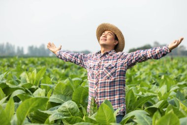 Happy farmer. Asian farmer working in the field of tobacco tree, spread arms and raising his success fist happily with feeling very good while working. Happiness for agriculture business concept.