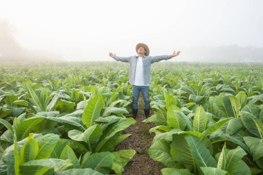 Happy farmer. Asian farmer working in the field of tobacco tree, spread arms and raising his success fist happily with feeling very good while working. Happiness for agriculture business concept.