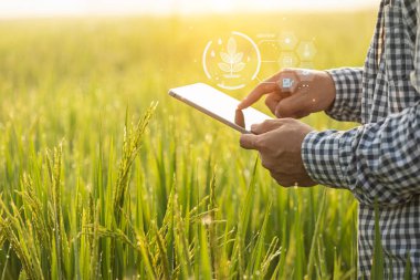 Asian farmer working in the rice field. Man using digital tablet to examining, planning or analyze on rice plant after planting. Agriculture business concept