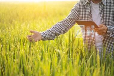 Asian farmer working in the rice field. Man using digital tablet to examining, planning or analyze on rice plant after planting. Agriculture business concept
