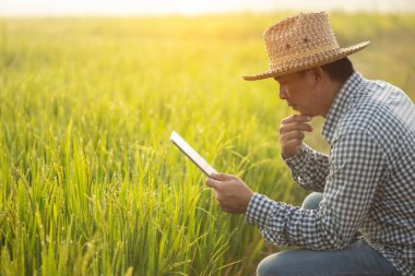 Asian farmer working in the rice field. Man using digital tablet to examining, planning or analyze on rice plant after planting. Agriculture business concept