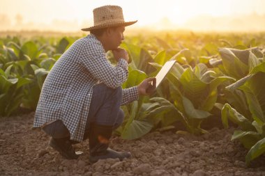 Asian farmer working in the tobacco field. Man is examining and using digital tablet to management, planning or analyze on tobacco plant after planting. Technology for agriculture Concept