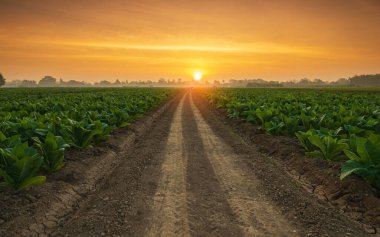 Sukhothai Tayland Kuzey il alanında genç yeşil tütün bitkisinin görünümü