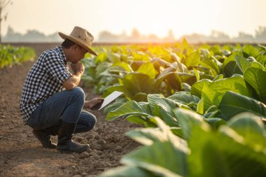 Asian farmer working in the tobacco field. Man is examining and using digital tablet to management, planning or analyze on tobacco plant after planting. Technology for agriculture Concept
