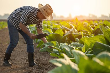 Asian farmer working in the tobacco field. Man is examining and using digital tablet to management, planning or analyze on tobacco plant after planting. Technology for agriculture Concept