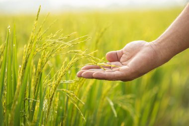 Asian farmer working in the rice field. Man using his hand to examining, planning or analyze on rice plant after planting. Agriculture business concept