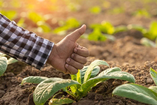 Happy with growing plant. Close up farmer hand giving thumbs up over his plant. Good water, good fertilizer and grow well.