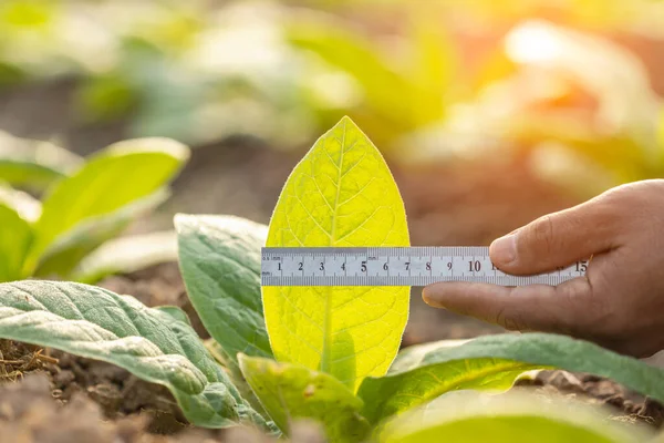 Asian farmer working in the field of tobacco tree. Close up hand using metal ruler to measuring leaf of young tobacco plant. Plant growing or agriculture business concept.