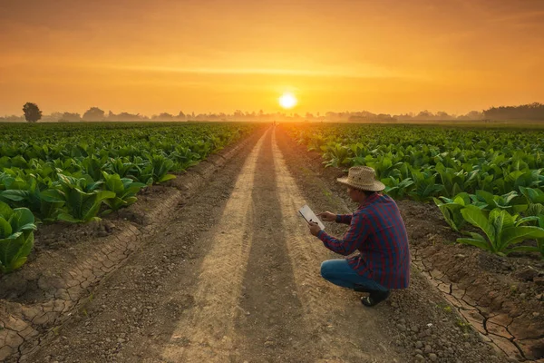 Asiatisk Bonde Som Arbetar Tobaksfältet Människan Undersöker Och Använder Digitala — Stockfoto