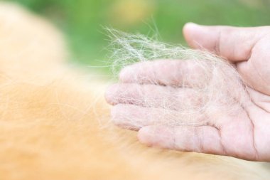 Bir köpek sahibi, hayvan tüyü kaybı ve sağlıklı bir kürk için gerekli olan bakım sorununu vurgulayarak Golden Retriever 'ından tüylerini çıkardı.