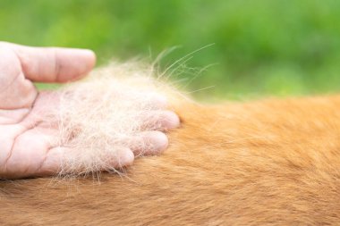 Bir köpek sahibi, hayvan tüyü kaybı ve sağlıklı bir kürk için gerekli olan bakım sorununu vurgulayarak Golden Retriever 'ından tüylerini çıkardı.