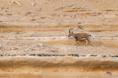 İsrail 'in güneyindeki Negev Çölü' nde Ein Avdat 'taki kaya duvarlarına Ibex yerleştirildi.