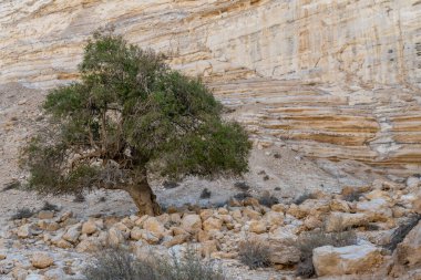 Ein Avdat 'ta ilginç bir ağaç, İsrail' in güneyindeki Negev Çölü 'nde güzel bir kanyon..