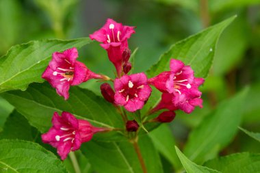 Weigela 'ya yakın, Rose Weigela olarak da bilinir, eski moda Weigela, Minnesota, ABD' de bir bahçede..