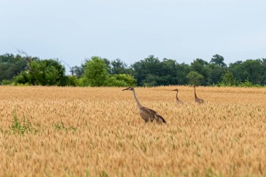Minnesota, ABD 'de yazın altın buğday tarlasında bir Sandhill Crane ailesi..