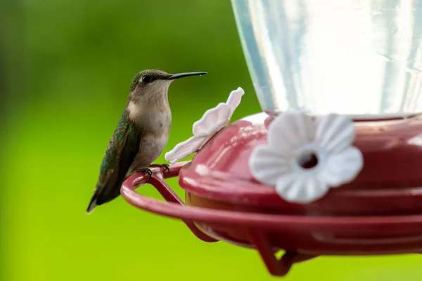 A cute Hummingbird enjoying sugar water from a red bird feeder in rural Minnesota, USA.